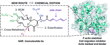 Graphical abstract: Iriomoteolides: novel chemical tools to study actin dynamics