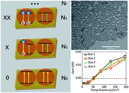 Graphical abstract: A model for optical gain in colloidal nanoplatelets