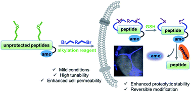 Graphical abstract: Reversible stapling of unprotected peptides via chemoselective methionine bis-alkylation/dealkylation