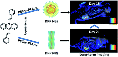 Graphical abstract: Tailoring the morphology of AIEgen fluorescent nanoparticles for optimal cellular uptake and imaging efficacy