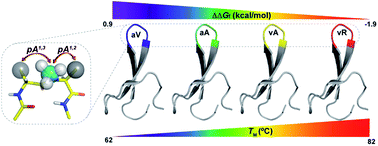 Graphical abstract: Protein stabilization by tuning the steric restraint at the reverse turn