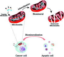 Graphical abstract: Intra-mitochondrial biomineralization for inducing apoptosis of cancer cells