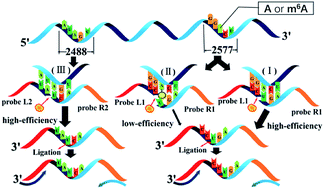 Graphical abstract: Identification of a selective DNA ligase for accurate recognition and ultrasensitive quantification of N6-methyladenosine in RNA at one-nucleotide resolution