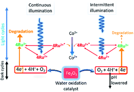 Graphical abstract: Exploring effects of intermittent light upon visible light promoted water oxidations
