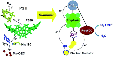 Graphical abstract: Bio-inspired model of photosystem II: supramolecular assembly of an electron mediator into an SnO2 photoanode co-sensitized by a porphyrin photosensitizer and ruthenium molecular catalyst