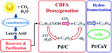 Graphical abstract: Catalytic conversion of cyanobacteria-derived fatty acids to alkanes for biorenewable synthetic paraffinic kerosene