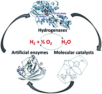 Graphical abstract: From protein engineering to artificial enzymes – biological and biomimetic approaches towards sustainable hydrogen production