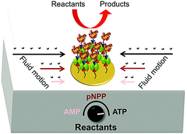 Graphical abstract: Solutal and thermal buoyancy effects in self-powered phosphatase micropumps