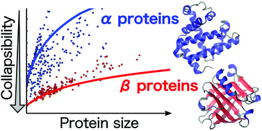 Graphical abstract: Protein collapse is encoded in the folded state architecture