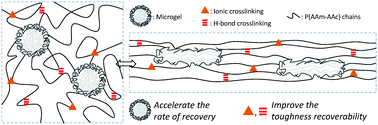 Graphical abstract: Tough, rapid-recovery composite hydrogels fabricated via synergistic core–shell microgel covalent bonding and Fe3+ coordination cross-linking