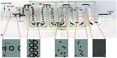 Graphical abstract: Honey, I shrunk the bubbles: microfluidic vacuum shrinkage of lipid-stabilized microbubbles