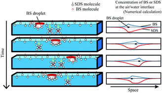 Graphical abstract: Self-inverted reciprocation of an oil droplet on a surfactant solution