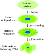 Graphical abstract: Textures and shapes in nematic elastomers under the action of dopant concentration gradients