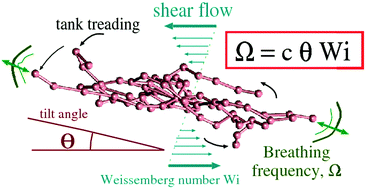 Graphical abstract: Deciphering the dynamics of star molecules in shear flow