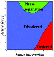 Graphical abstract: Reentrant phase separation behavior of active particles with anisotropic Janus interaction