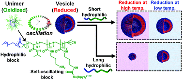 Graphical abstract: Autonomous unimer-vesicle oscillation by totally synthetic diblock copolymers: effect of block length and polymer concentration on spatio-temporal structures