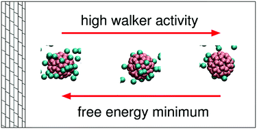 Graphical abstract: Directional transport of colloids inside a bath of self-propelling walkers