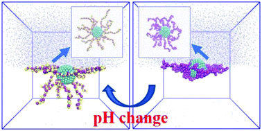 Graphical abstract: Interfacial adsorption of pH-responsive polymers and nanoparticles