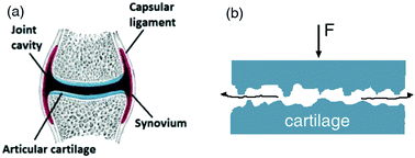 Graphical abstract: Simple contact mechanics model of the vertebrate cartilage