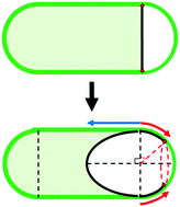 Graphical abstract: A model of cell-wall dynamics during sporulation in Bacillus subtilis