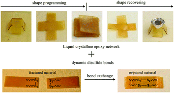 Graphical abstract: Liquid crystalline epoxy networks with exchangeable disulfide bonds