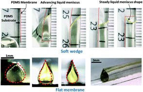 Graphical abstract: Bio-inspired liquid transport via elastocapillary interaction of a thin membrane with a liquid meniscus