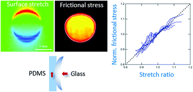 Graphical abstract: Effects of stretching on the frictional stress of rubber