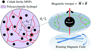 Graphical abstract: Tuning mass transport in magnetic nanoparticle-filled viscoelastic hydrogels using low-frequency rotating magnetic fields