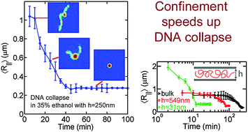 Graphical abstract: Nanoconfinement greatly speeds up the nucleation and the annealing in single-DNA collapse