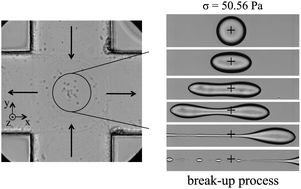 Graphical abstract: Interfacial rheological properties of self-assembling biopolymer microcapsules