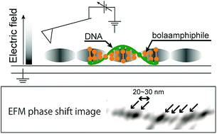 Graphical abstract: Visualization of periodic electric polarizability of helical nanofibers formed by self-assembly of nucleotide-bearing bolaamphiphiles and natural-source DNA as a template