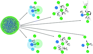 Graphical abstract: Application of a coupled smoothed particle hydrodynamics (SPH) and coarse-grained (CG) numerical modelling approach to study three-dimensional (3-D) deformations of single cells of different food-plant materials during drying