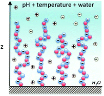 Graphical abstract: Structural behavior of competitive temperature and pH-responsive tethered polymer layers