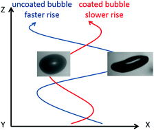 Graphical abstract: The dynamics of rising oil-coated bubbles: experiments and simulations