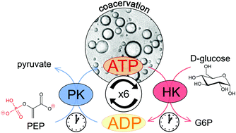 Graphical abstract: Reversible generation of coacervate droplets in an enzymatic network