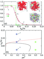 Graphical abstract: Dynamics of a network fluid within the liquid–gas coexistence region