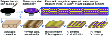 Graphical abstract: Elongated phase separation domains in spin-cast polymer blend thin films characterized using a panoramic image