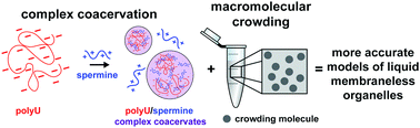Graphical abstract: Impact of macromolecular crowding on RNA/spermine complex coacervation and oligonucleotide compartmentalization
