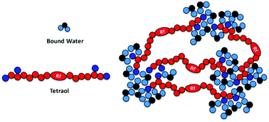 Graphical abstract: Mechanism of the formation of microphase separated water clusters in a water-mediated physical network of perfluoropolyether tetraol