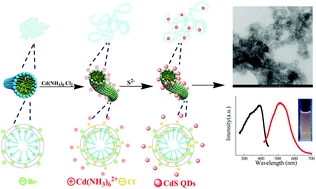 Graphical abstract: Viscoelastic wormlike micelles formed by ionic liquid-type surfactant [C16imC8]Br towards template-assisted synthesis of CdS quantum dots