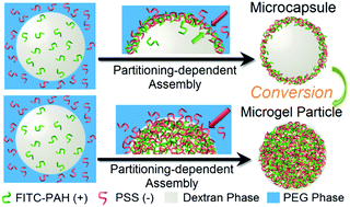 Graphical abstract: Partitioning-dependent conversion of polyelectrolyte assemblies in an aqueous two-phase system