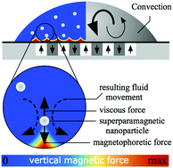 Graphical abstract: Magnetophoretic induced convective capture of highly diffusive superparamagnetic nanoparticles