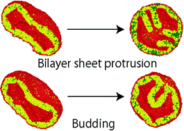 Graphical abstract: Bilayer sheet protrusions and budding from bilayer membranes induced by hydrolysis and condensation reactions