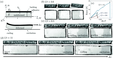 Graphical abstract: Competing failure modes in finite adhesive pads