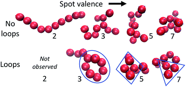 Graphical abstract: Valence, loop formation and universality in self-assembling patchy particles