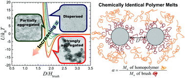 Graphical abstract: Interactions between brush-grafted nanoparticles within chemically identical homopolymers: the effect of brush polydispersity