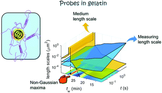 Graphical abstract: Colloidal probe dynamics in gelatin solution during the sol–gel transition