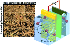 Graphical abstract: Phosphate tuned copper electrodeposition and promoted formic acid selectivity for carbon dioxide reduction