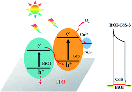 Graphical abstract: Electrostatic interaction mechanism based synthesis of a Z-scheme BiOI–CdS photocatalyst for selective and sensitive detection of Cu2+