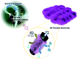 Graphical abstract: Design of ultralong single-crystal nanowire-based bifunctional electrodes for efficient oxygen and hydrogen evolution in a mild alkaline electrolyte